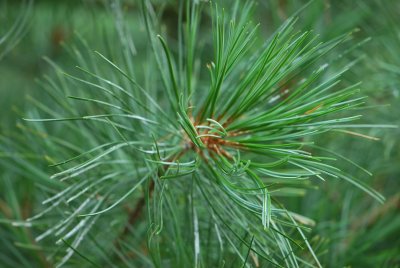 Pinus koraiensis 'Glauca' - borovice korejská'Glauca' - jehlice